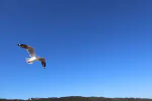 2025-06-22 La Perouse - IMG_2716_compressed_q50.webp